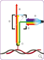 F<em>lex</em>ISH <sup>®</sup> Method Description